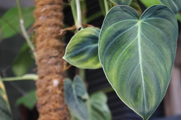 Grüne Blätter Einer Pflanzenart Philodendron — Stockfoto