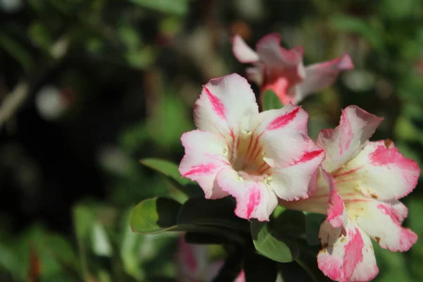 植物種Adenium の白い花 — ストック写真