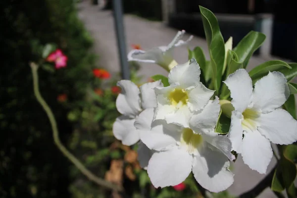 white flowers of the plant species Adenium sp