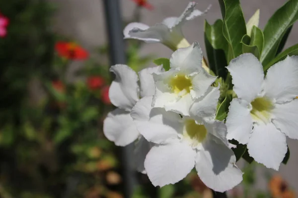 Flores Brancas Espécie Vegetal Adenium — Fotografia de Stock