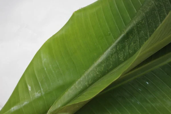 Algumas Folhas Verdes Planta Banana Musa Balbisiana — Fotografia de Stock