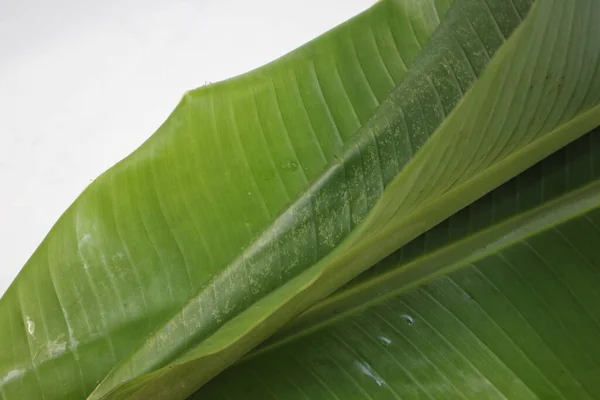 Einige Grüne Blätter Der Musa Balbisiana Bananenpflanze — Stockfoto