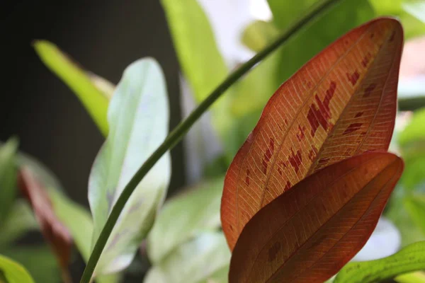 Hojas Color Verde Rojizo Especie Vegetal Echinodorus — Foto de Stock