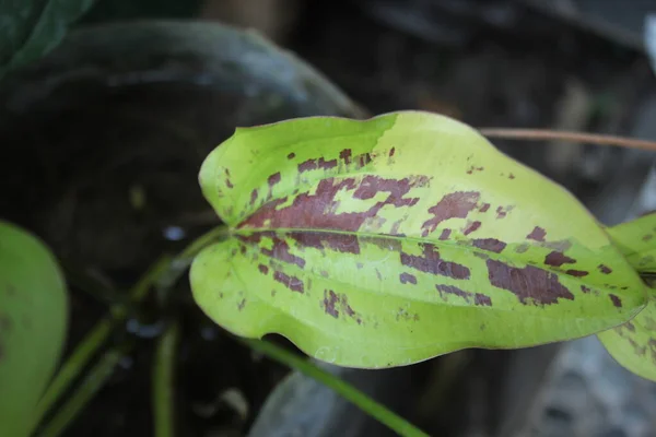 Načervenalé Zelené Listy Rostlinného Druhu Echinodorus — Stock fotografie