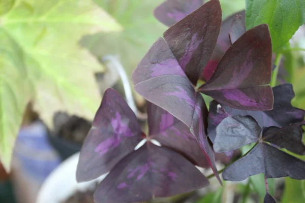 Violette Blätter Der Pflanzenart Oxalis Triangularis — Stockfoto