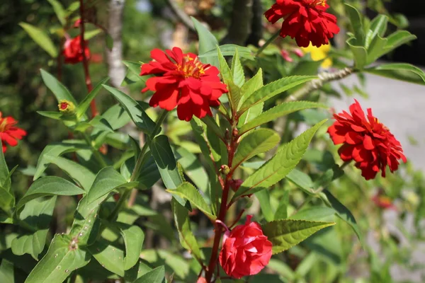 Flores Vermelhas Espécie Vegetal Zinia Elegans — Fotografia de Stock