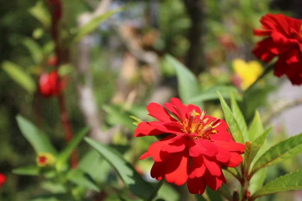 Flores Vermelhas Espécie Vegetal Zinia Elegans — Fotografia de Stock