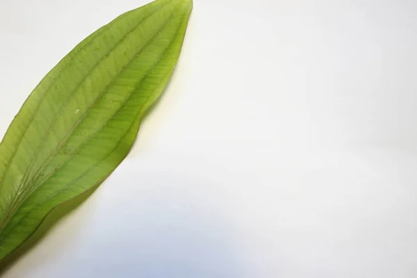 Φύλλα Του Φυτού Echinodorus Λευκό Φόντο — Φωτογραφία Αρχείου