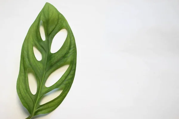 白い背景に植物種Monstera Spの葉 — ストック写真