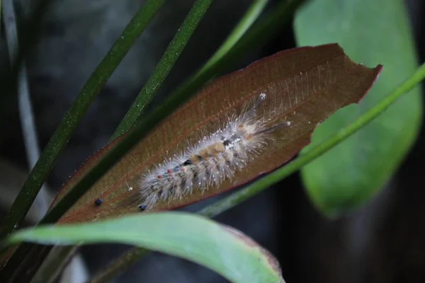 毛毛虫栖息在植物叶子上的毛毛虫 — 图库照片