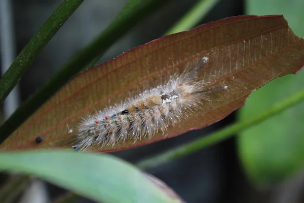 stock image A caterpillar perched on a plant leaf