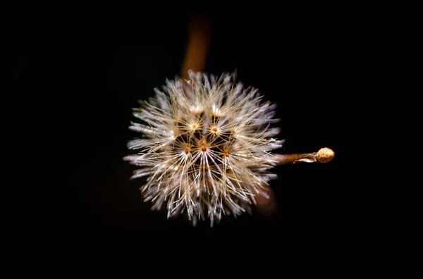 Polline Pianta Sensibile — Foto Stock