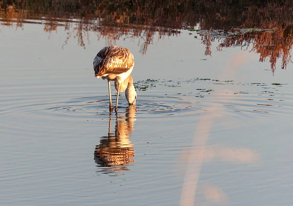 Flamingos Caçam Por Comida Beira Água Lagoa — Fotografia de Stock