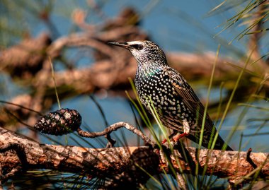 Göç yolculuklarından kalan sığırcıklar çam ağacında beslenip dinleniyorlar.