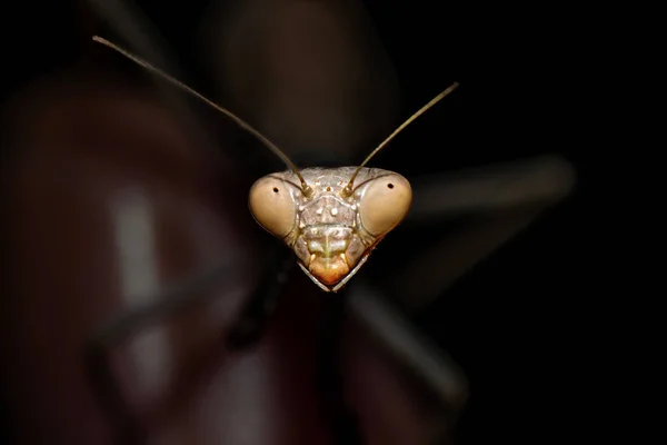 Mantis Religiosa Vagando Entre Flores Hojas Jardín — Foto de Stock