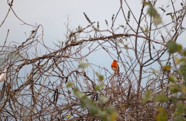 Küçük ötücü kuşlar ormandaki ağaçlara oturur ve şarkılarını söylerler.