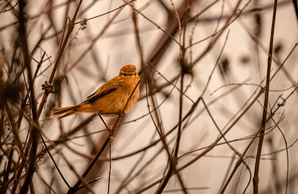 Pequeños Pájaros Cantores Sientan Los Árboles Del Bosque Cantan Sus —  Fotos de Stock