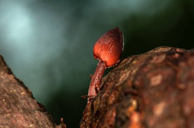 Ormandaki çam ağaçlarından düşen külahlarda kendiliğinden büyüyen kozalak mantarı.