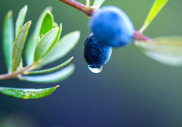 olive with water droplet after rain