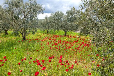 Kırmızı renkleriyle baharın gelişiyle harika bir görüntü oluşturan haşhaş çiçekleri.