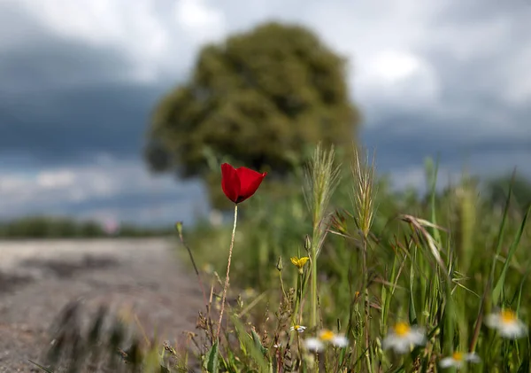 Flores Amapola Que Crean Una Maravillosa Visual Con Llegada Primavera — Foto de Stock