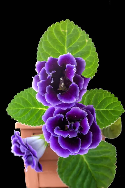 Gloxinia Roxa Violeta Superior Flor — Fotografia de Stock