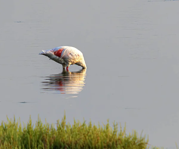 Flamingo Jeziorze Okavango Delta Botswana Afryka — Zdjęcie stockowe