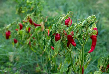 Kırmızı biberler tarlada hasat bekliyor.