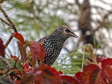 Starling (Sturnus vulgaris), sığırcık familyasından bir kuş türü..