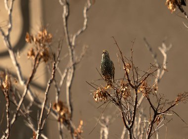 Starling (Sturnus vulgaris), sığırcık familyasından bir kuş türü..