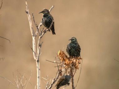 Starling (Sturnus vulgaris), sığırcık familyasından bir kuş türü..
