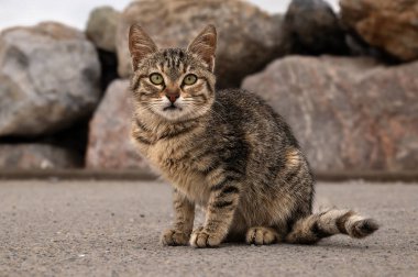 Kamera için kedi pozu