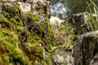 Islak bir ormanda yosunlu kayalar