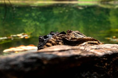 Sonbaharda Yedigoller 'den görüntü