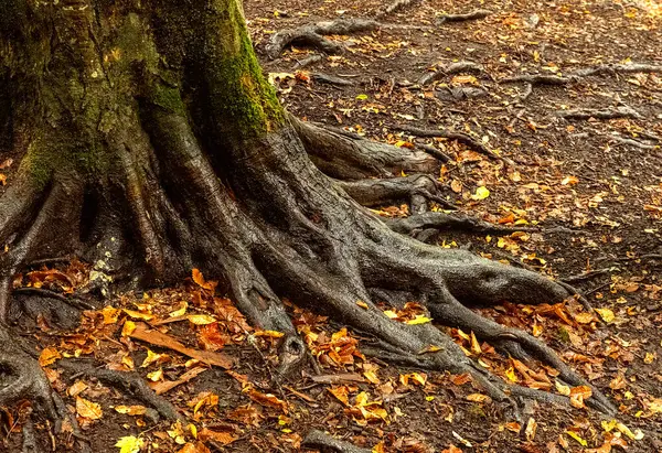 Sonbaharda Yedigoller 'den görüntü