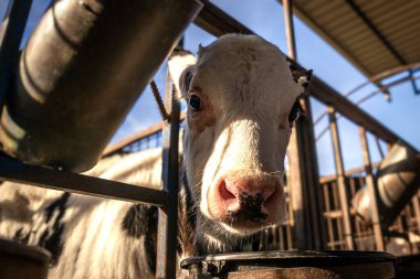 Çiftlik hayvanları, haşerat ve sütle sulanır.