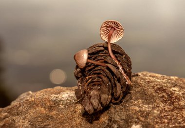 Fungus that grows inside pine cones that fall to the ground after rain clipart