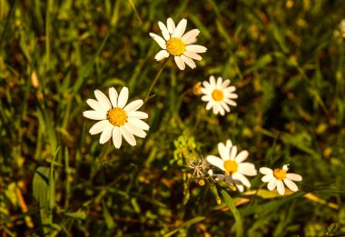 Bahar çiçekleri baharın gelmesiyle çiçek açar.