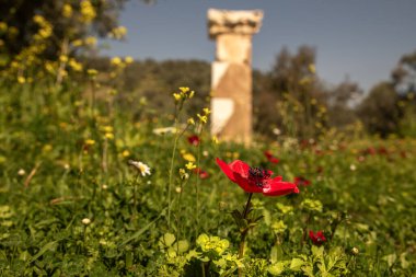 Nysa antik şehir ve bahar