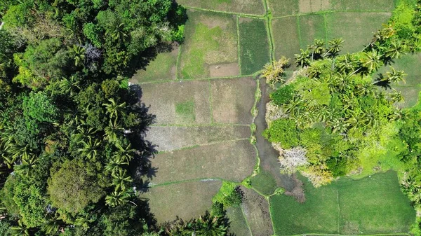 Palmiye ağaçları ve yeşil alanlar - Siquijor Adası - Filipinler 