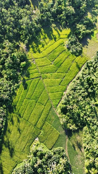 Lüks Tarlalar - Siargao Adası - Filipinler 