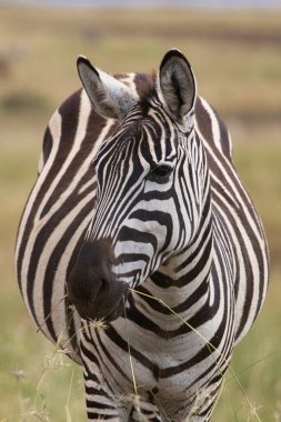zebra in the savannah clipart