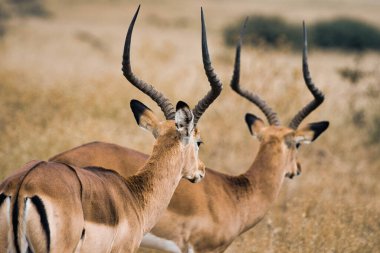 Erkek ceylan (antilop). Afrika Hayvanı