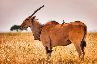 Genç bir erkek antilop bozkırın çayırında duruyor.
