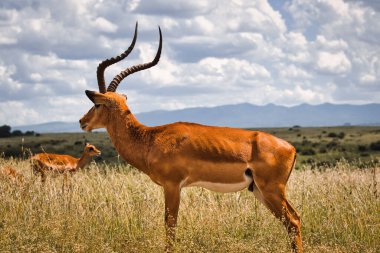 Arkadaki masai Mara rezervinde erkek ve erkek impala. 