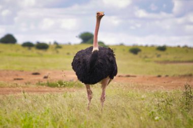 Savanadaki Afrika devekuşu.