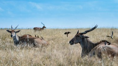 Eland, antilop ve okpeker savanada, Kenya