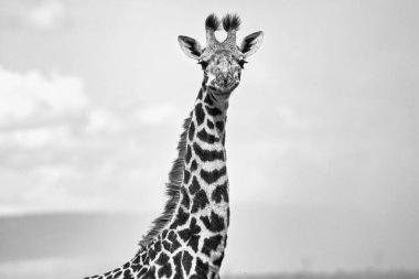 Kenya 'daki zürafa portresi