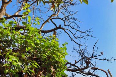 Ağaç dalları, bitki örtüsü ve doğa.