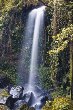 Tropikal ormanda şelale, Costa rica, Orta Amerika.